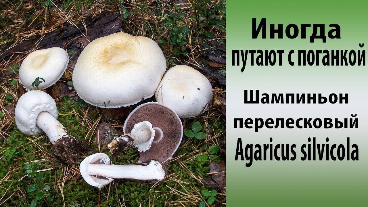 Шампиньон желтокожий - фото и описание гриба, как отличить, ядовитый или съедобный