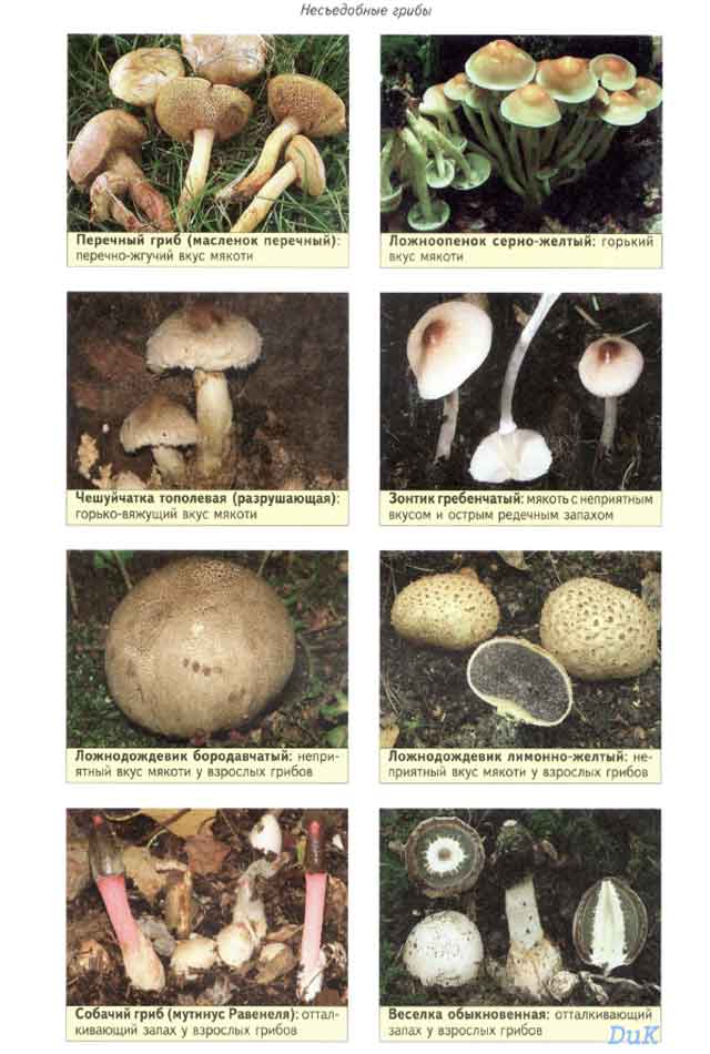 Белый степной гриб (pleurotus eryngii): информация, где растет, фото