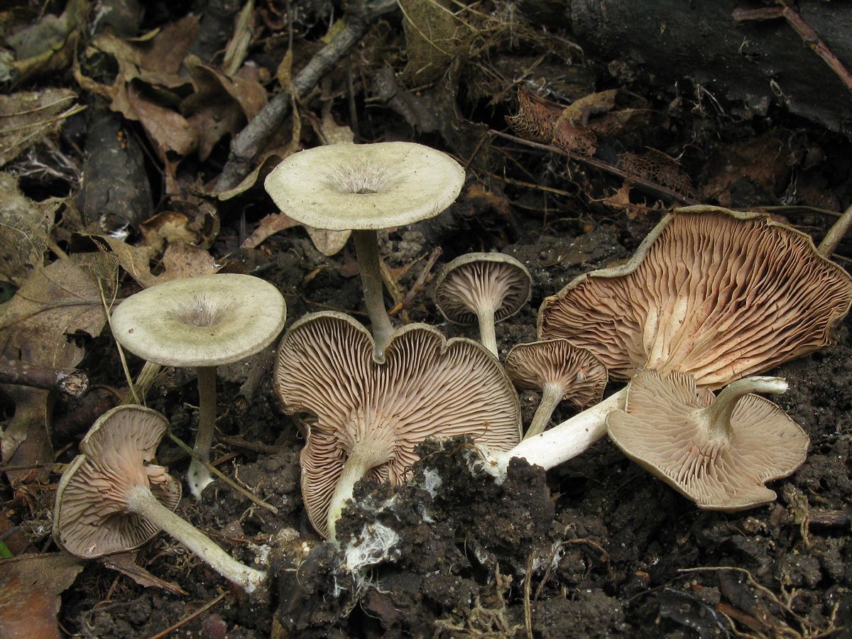 Энтолома ядовитая: описание и места распространения, фото гриба