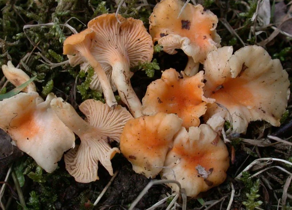 Преимущества редкого гриба – Бархатная лисичка