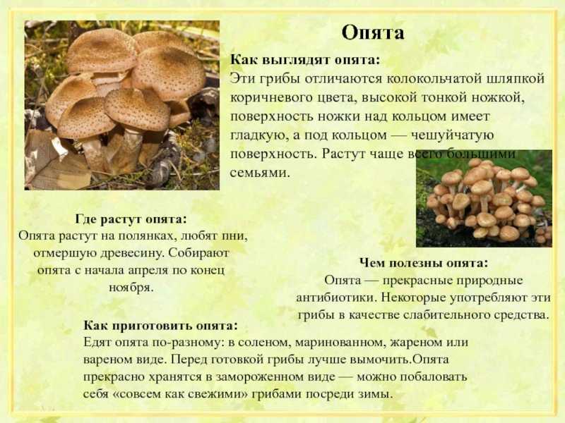 Как выглядят опята: описание, виды, польза и вред грибов