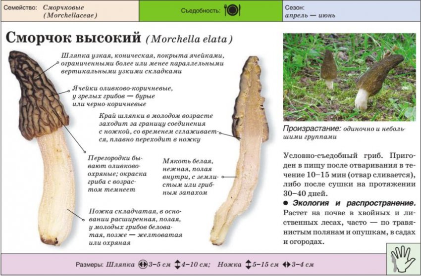 Строчки: фото, описание и лечебные свойства, как выглядят грибы и в чем их польза