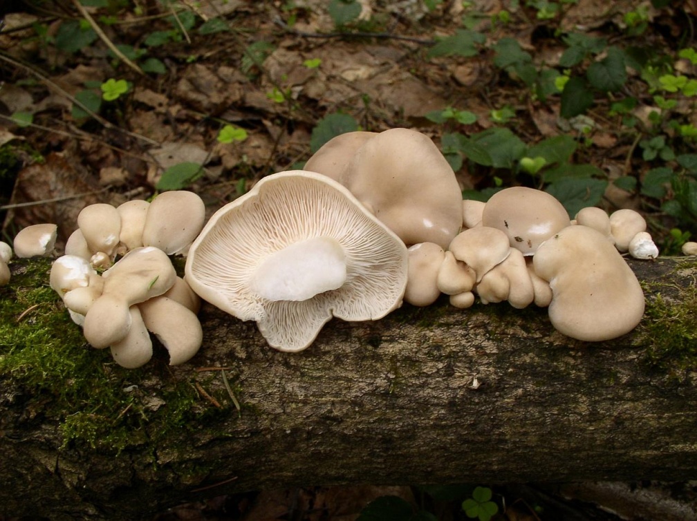 Вешенка степная или королевская (степной белый гриб), описание