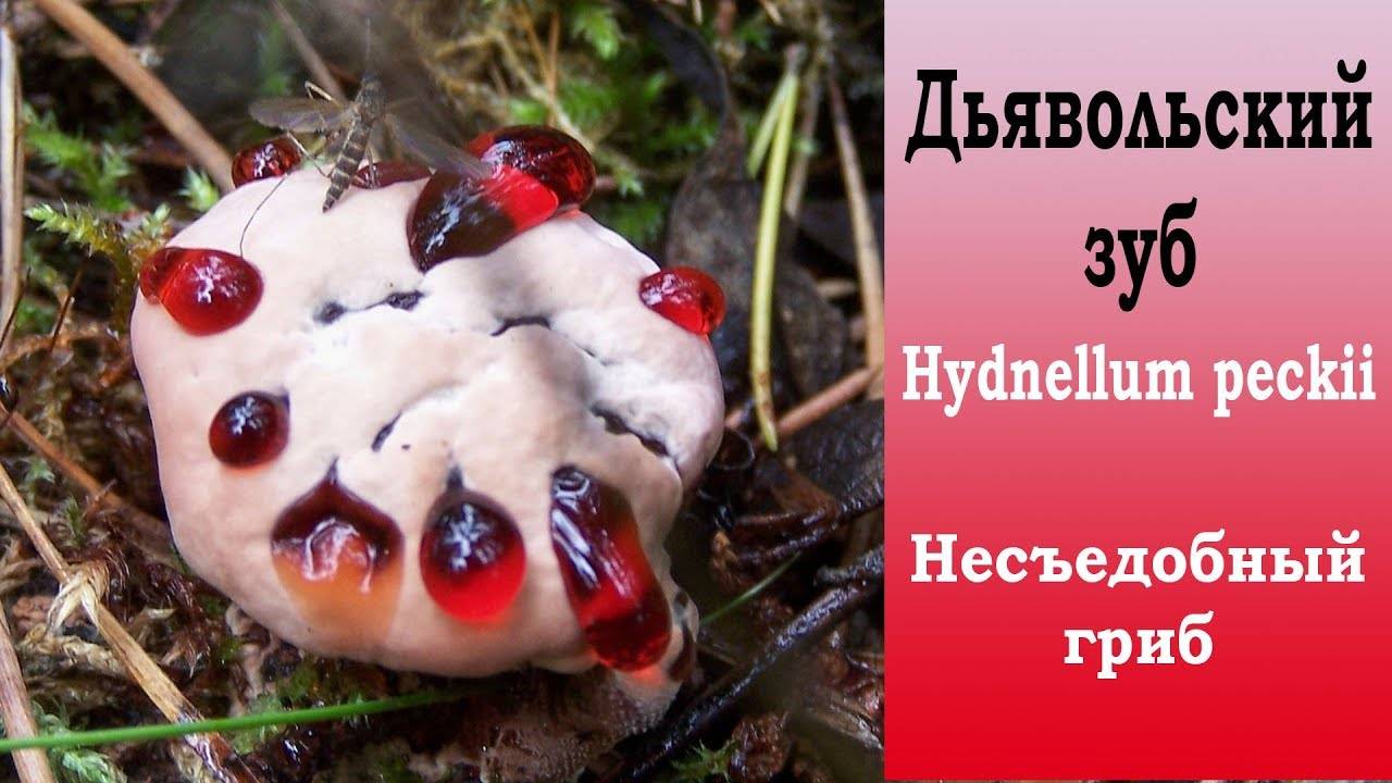 10 жутких грибов и растений, похожих на человеческие части тела