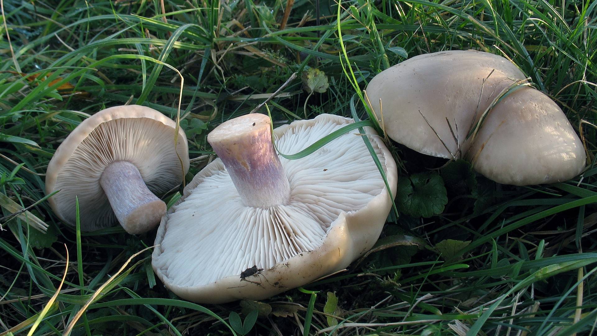 Рядовка лиловоногая или синеножка: описание и фото, где растет гриб, рецепты пошагово на зиму в домашних условиях