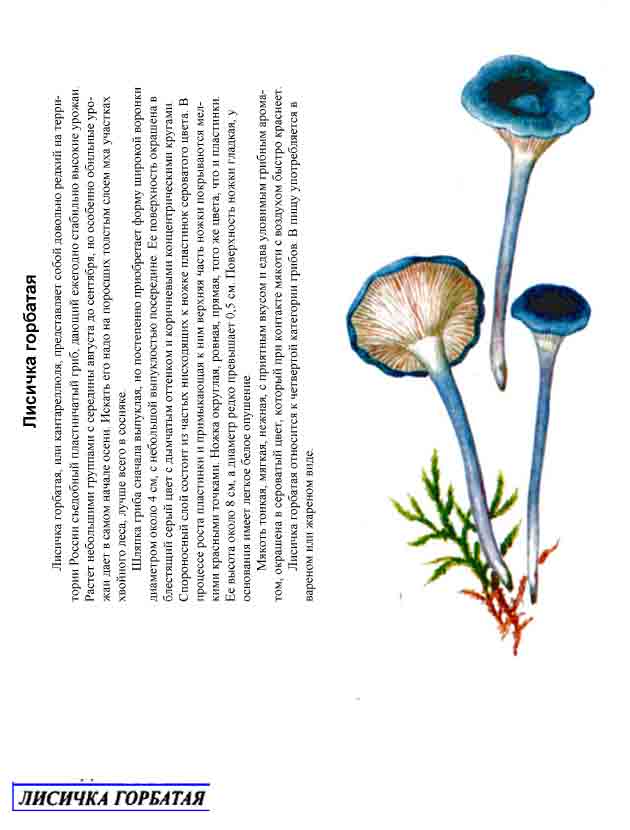 Лисичка горбатая (cantharellula umbonata)