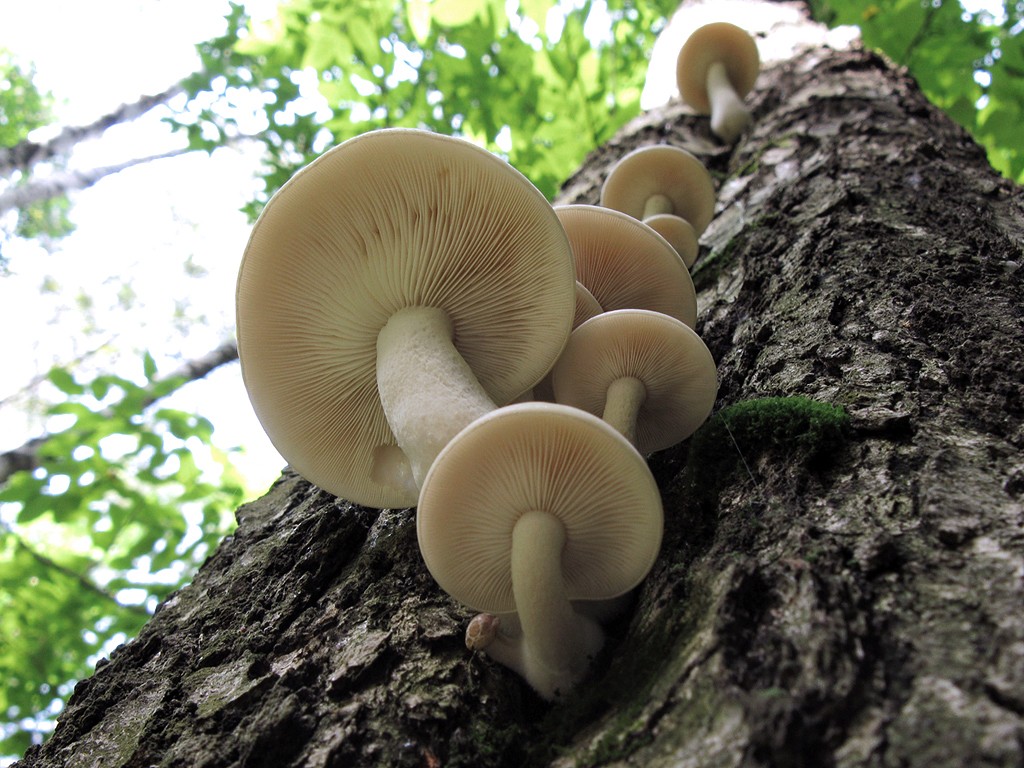 Гипсизигус ильмовый – гриб с запахом сырости — викигриб