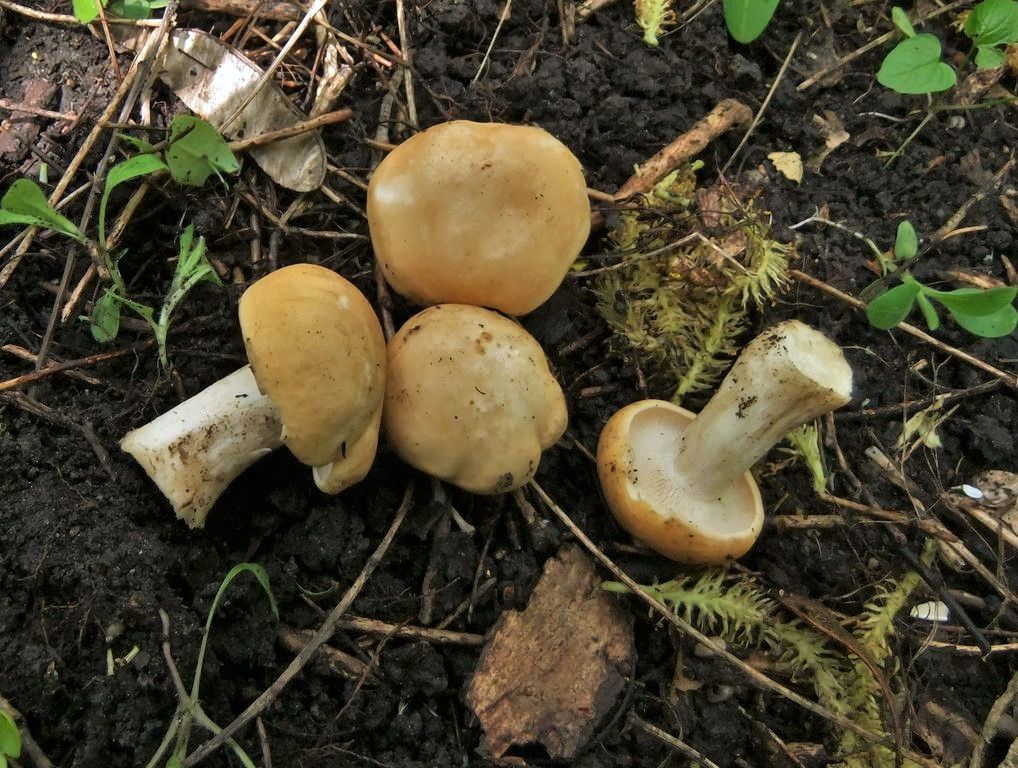 Майский гриб, калоцибе майская или рядовка майская: 1-й деликатесный гриб мая и июня