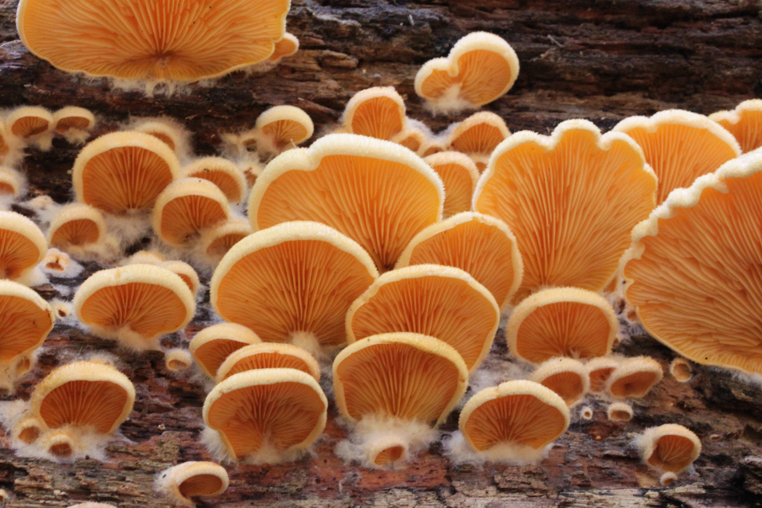 Вёшенка оранжевая (phyllotopsis nidulans): фото, описание и как готовить этот съедобный гриб