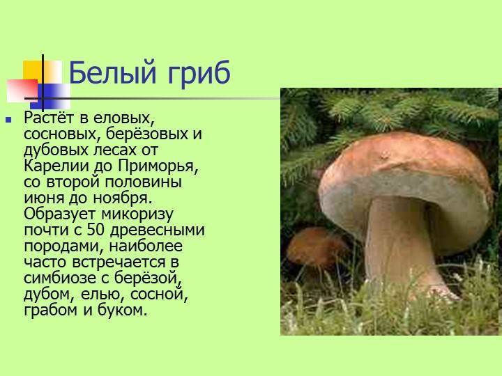 Как выглядит белый гриб: фото с названиями, где растут и при какой температуре