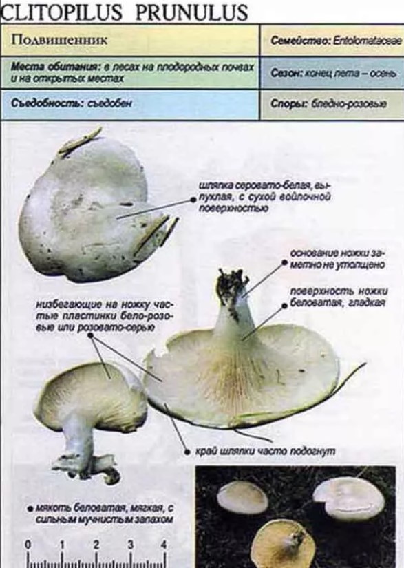 Род: Clitopilus (Клитопилус)