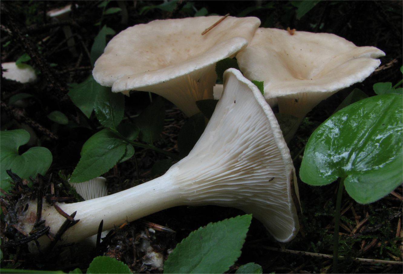 Говорушка подогнутая или рыжая (clitocybe geotropa): фото и описание, как готовить, двойники гриба