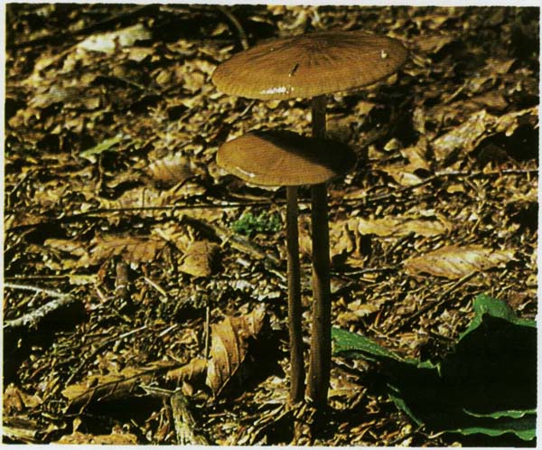 Шишкогриб хлопьеножковый: фото и описание, съедобность гриба