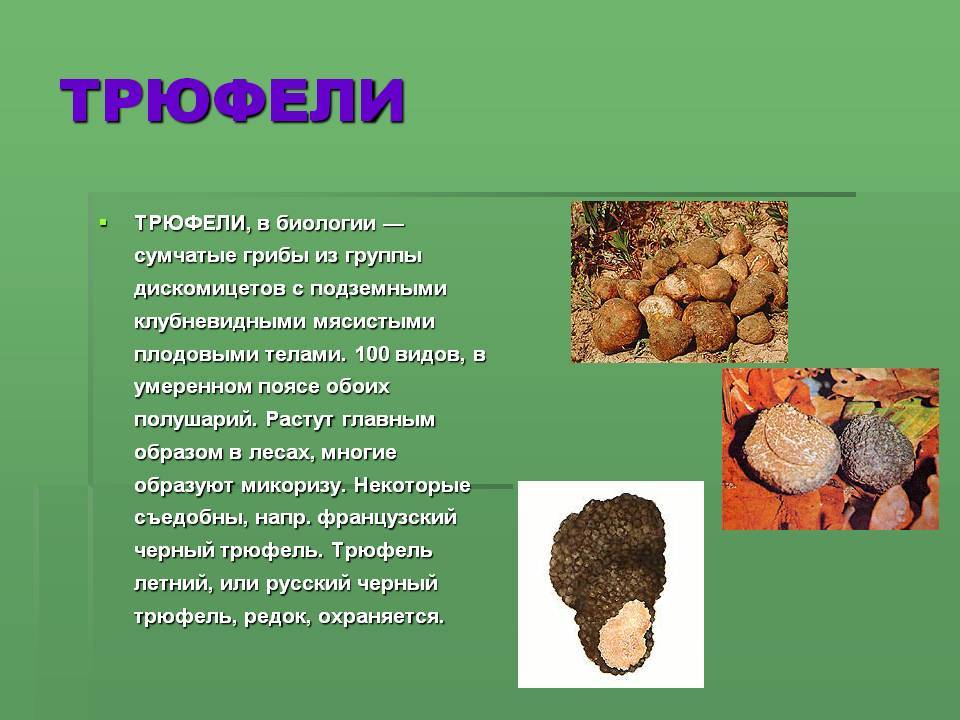 Грибы трюфели (40 фото): описание, вкус, где растут в россии, украине, где искать, как приготовить, похожие виды