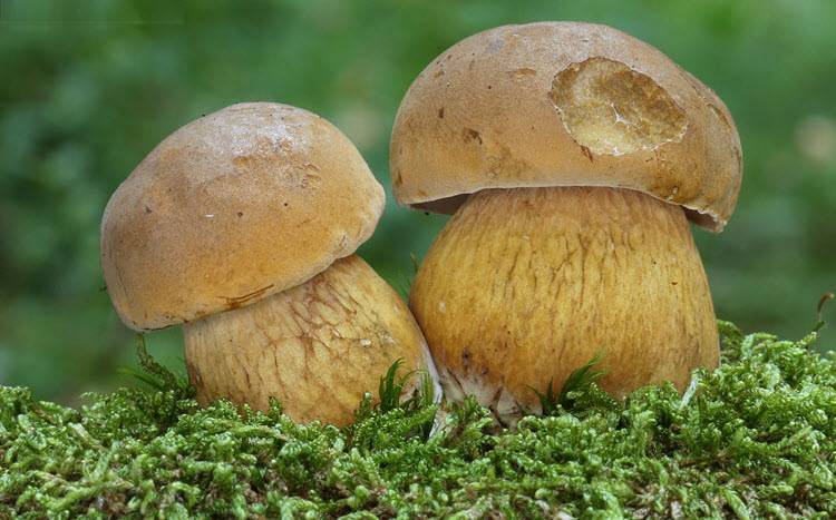 Тилопил (tylopilus felleus): фото и описание гриба где растет и сходные виды