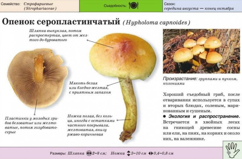 Выращивание вольвариеллы (соломенный гриб)