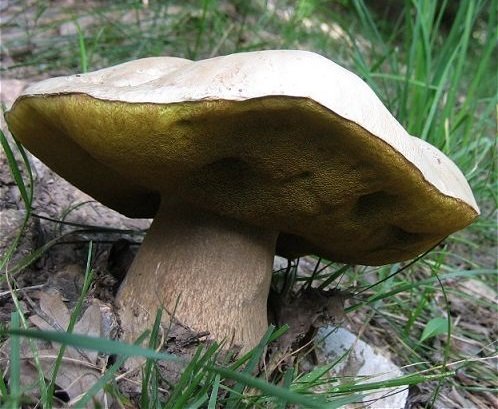Боровик: описание гриба, как выглядит съедобный боровик и где растет