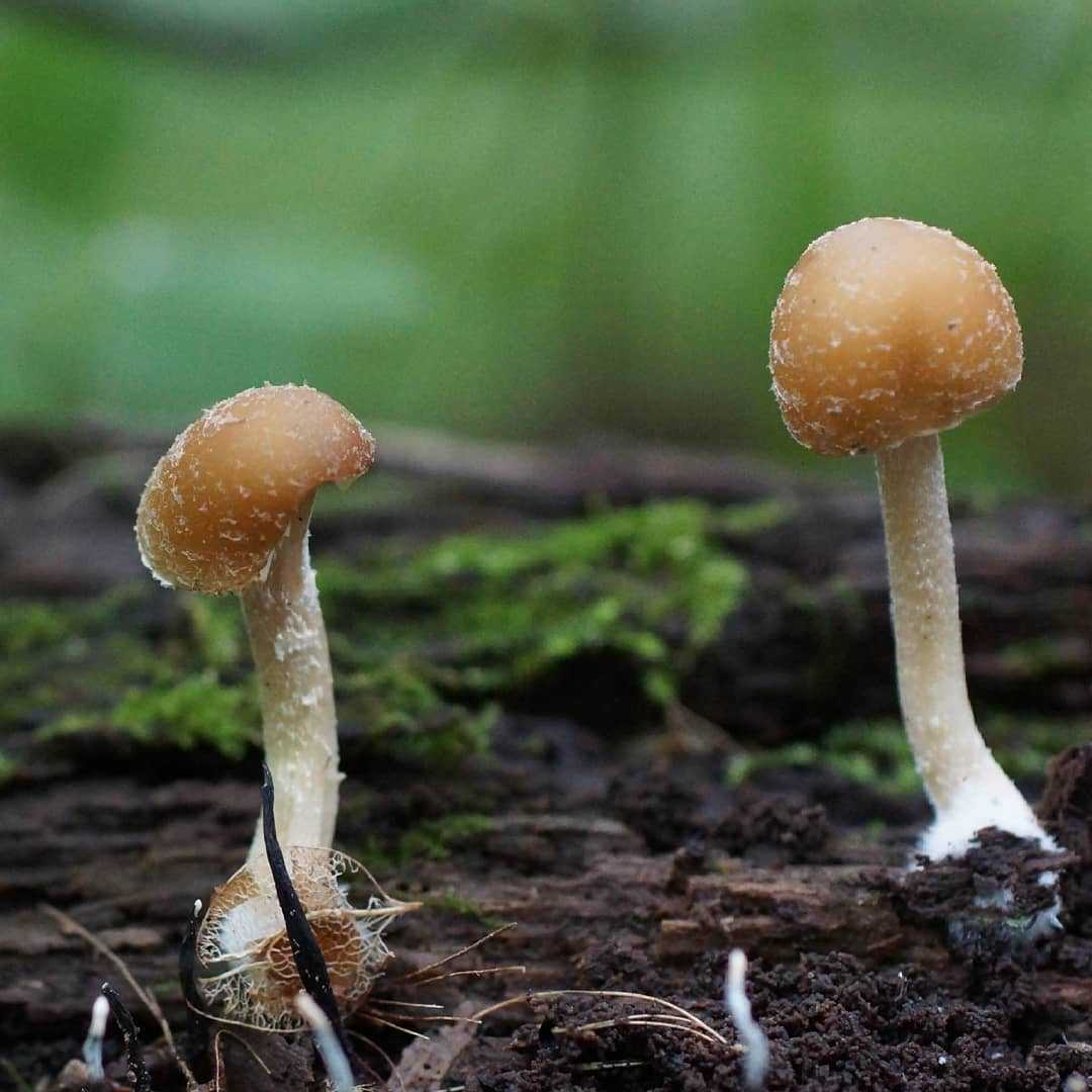 Съедобные грибы опята и ложные опята: описание, как отличить съедобные и несъедобные, ядовитые