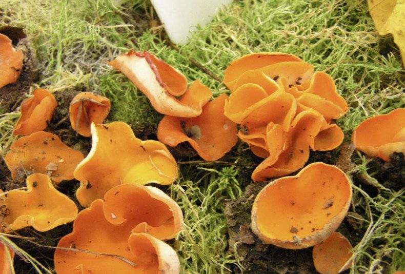 Алеврия оранжевая (aleuria aurantia), пецица оранжевая или блюдцевик розово-красный: фото и описание гриба, а также его свойства и рецепты приготовления