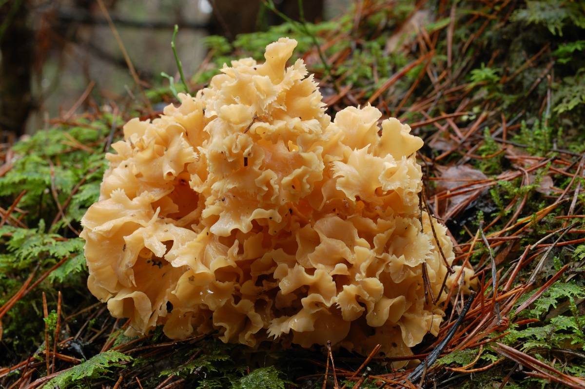 Тушена капуста с грибами — просто и вкусно