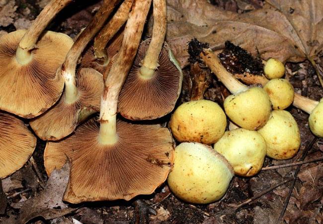 Ольховка гриб: съедобный или нет - сибирский сад