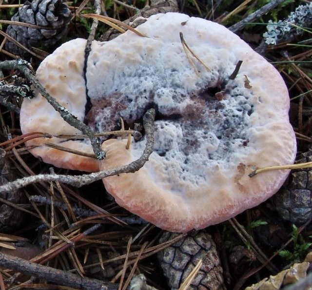 Необычный "кровоточащий" гриб. гриб "кровоточащий зуб" - съедобный или нет?