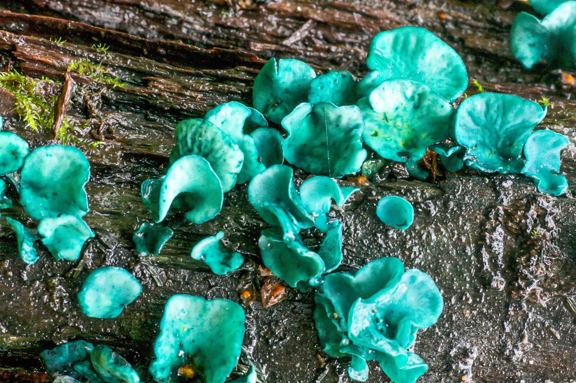Хлороцибория сине-зеленоватая — энциклопедия руниверсалис