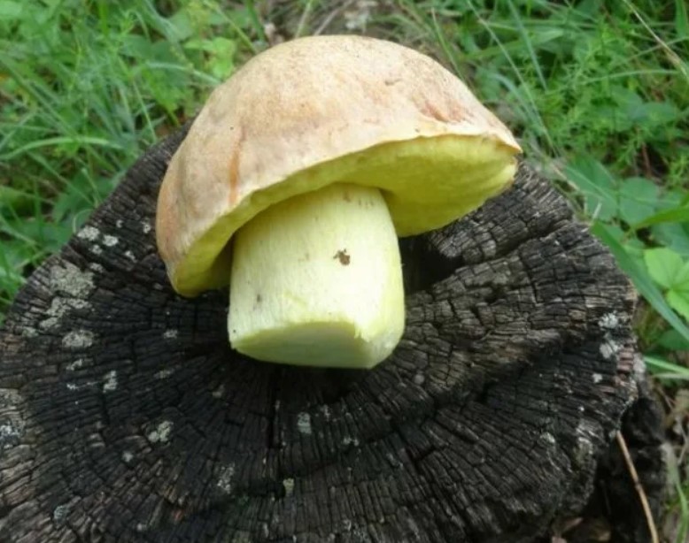 Белый гриб (boletus edulis): описание, где растет, как отличить, фото и сходные виды