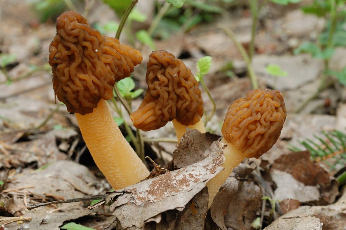 Сморчковая шапочка или сморчок нежный (verpa bohemica): фото, описание и как готовить гриб
