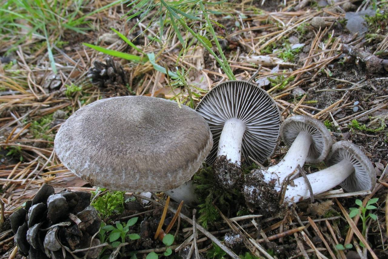 Рядовка серая, подзелёнка или гриб мышонок (tricholoma portentosum): фото, описание и как его готовить