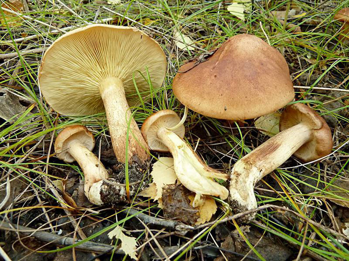 Рядовка желто-бурая- гриб условно съедобный. описание. где растет. применение