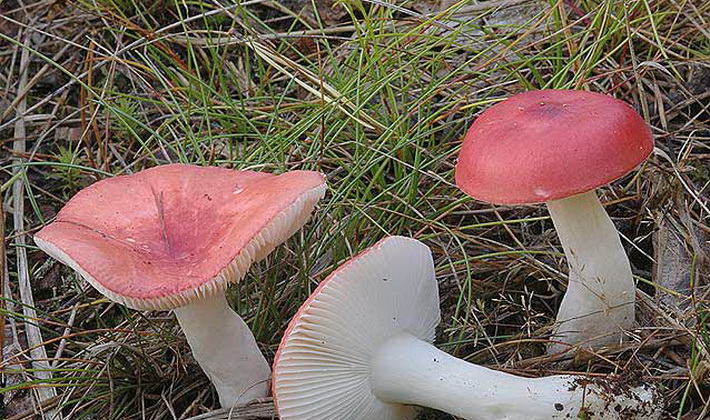 Сыроежка болотная: как готовить, где растет, описание и фото гриба