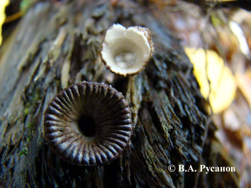 Бокальчик полосатый: где растет и как выглядит гриб, съедобность