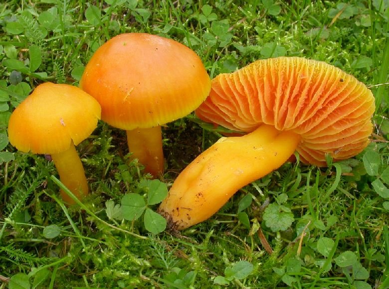 Под дубом растут грибы. характерные черты гриба поддубника и тонкости их приготовления