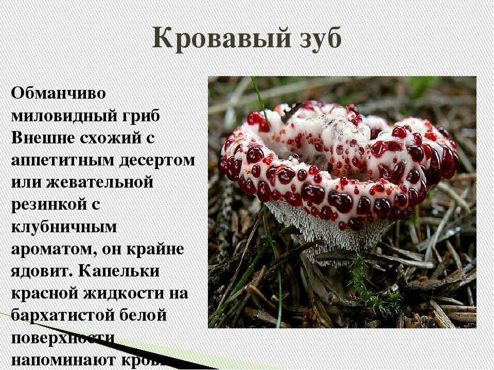 Гиднеллум пека (hydnellum peckii) – грибы сибири