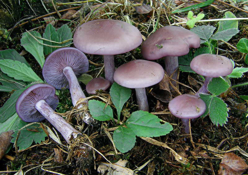 Рядовка фиолетовая (леписта голая): описание, где растет