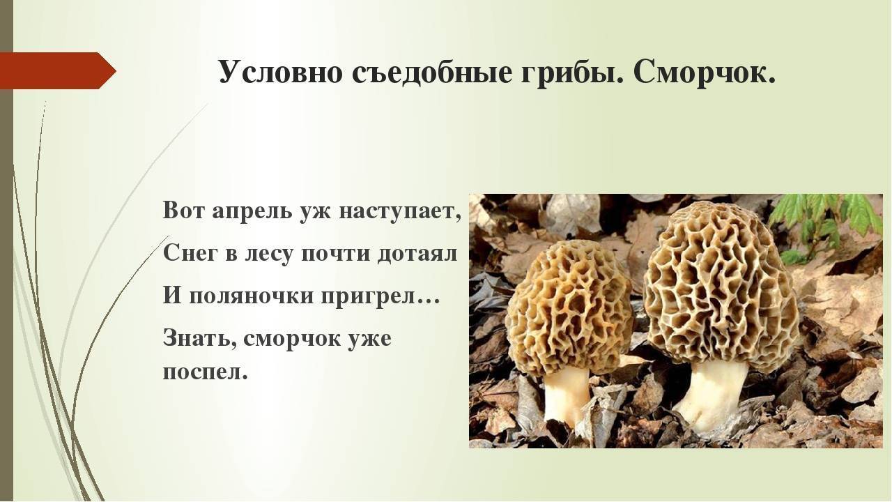 Условно-съедобные грибы: описание, фото и название
