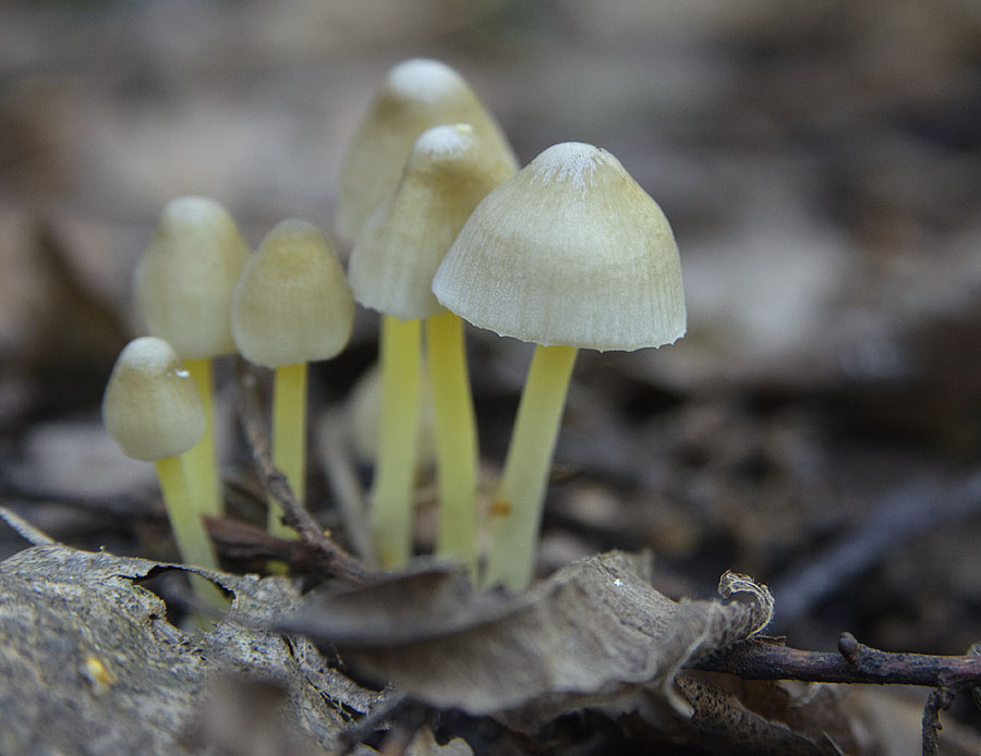 Mycena epipterygia, yellowleg bonnet mushroom