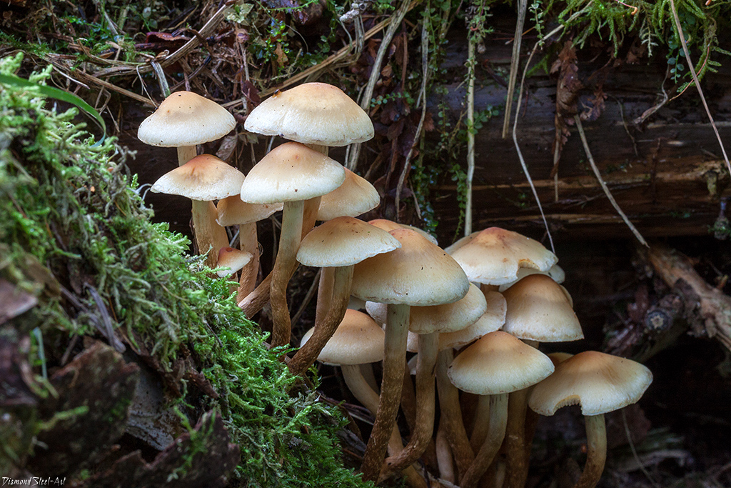 Опенок ссыхающийся - отличительные особенности гриба. полезные свойства и противопоказания.