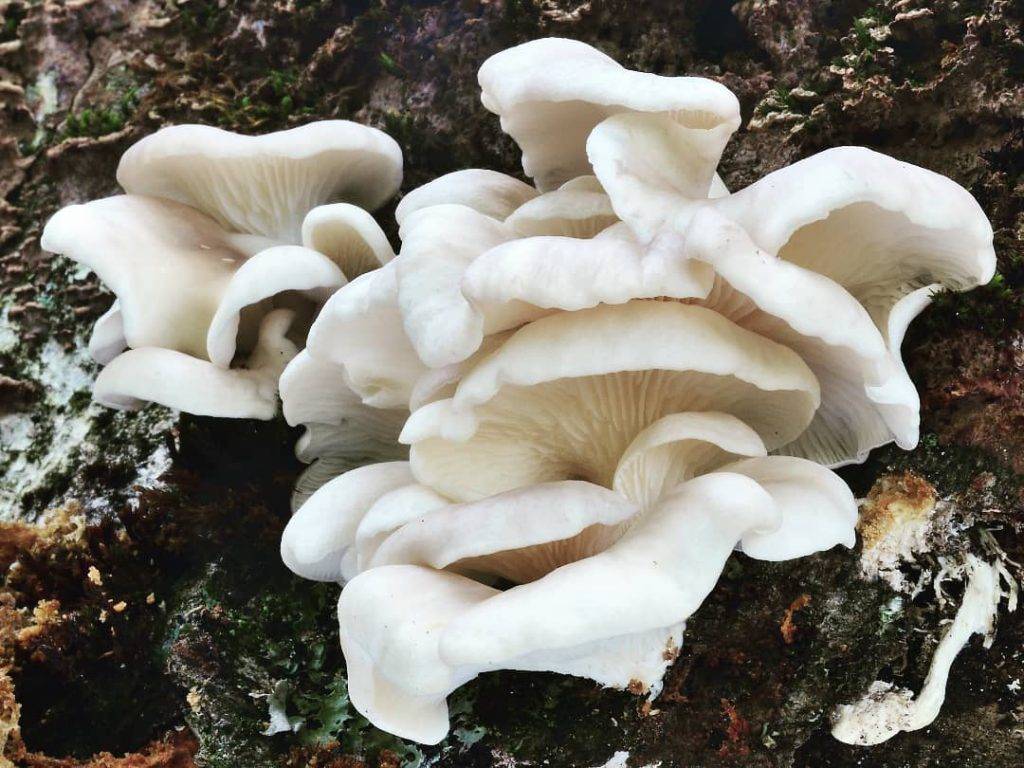 Вешенка обыкновенная (pleurotus ostreatus), устричный гриб или глива: описание, рецепты приготовления и выращивание в домашних условиях