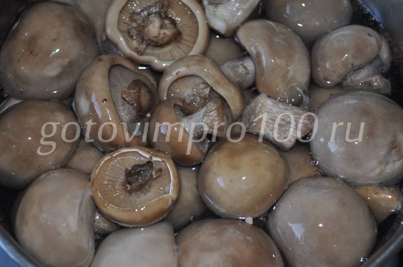 Cолим грибы синеножки (подотавники) в домашних условиях холодным и горячим способом