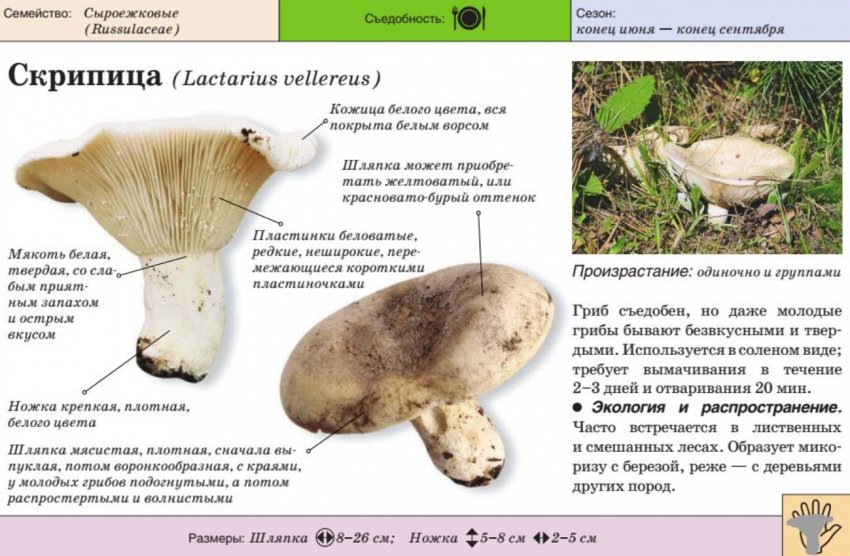 Ложные грузди: похожие грибы, описание, фото