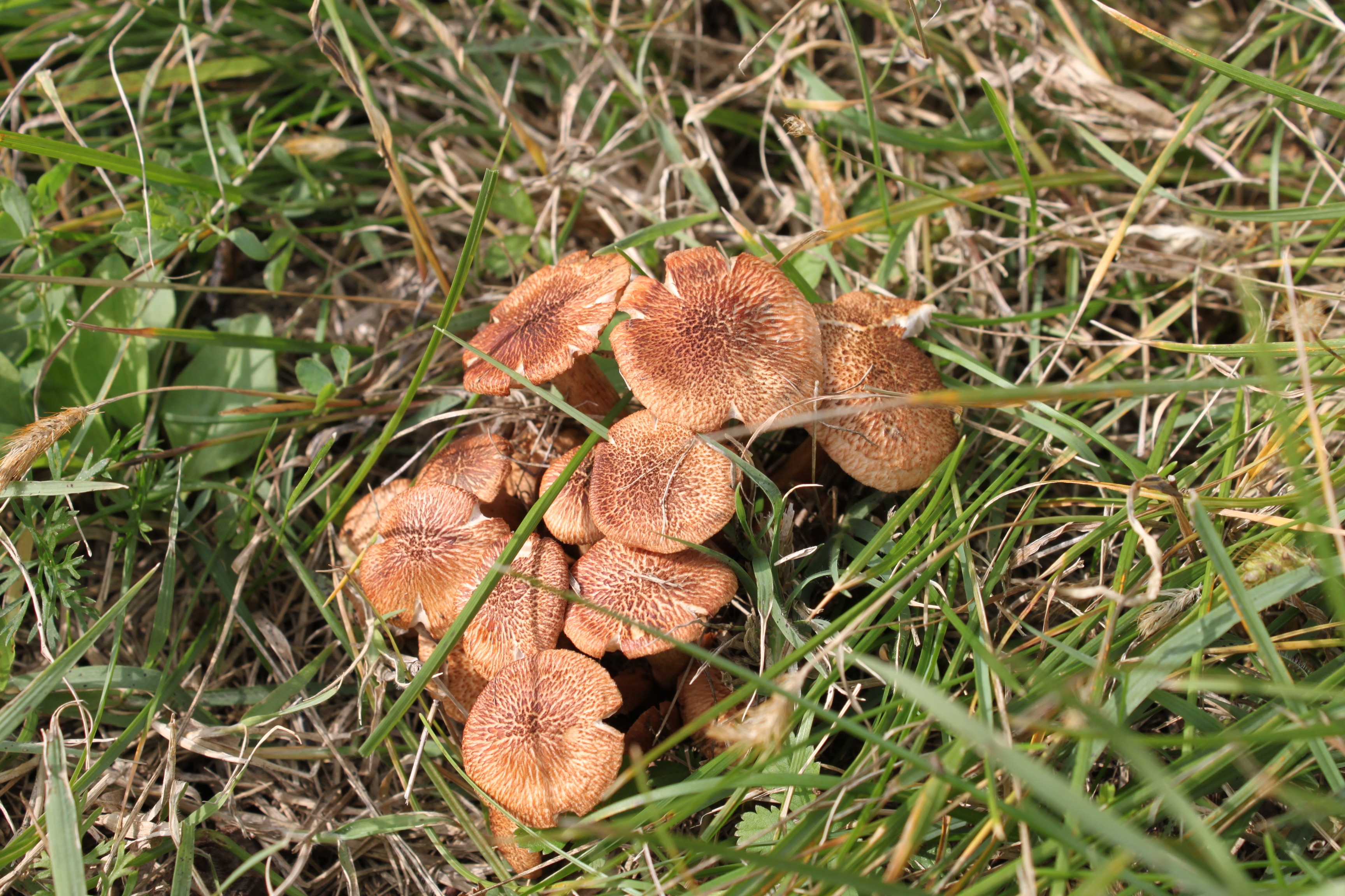 Какие грибы растут в сосновом лесу - proufu.com