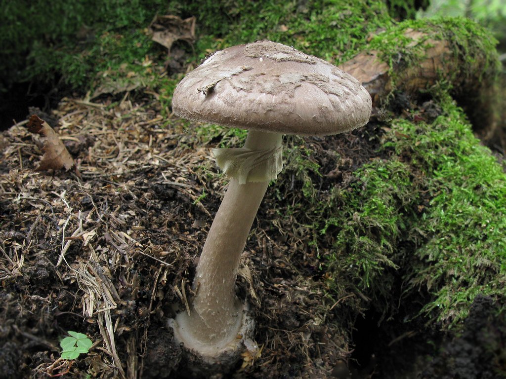Малоизвестные, но не менее важные мухоморы - грибы собираем