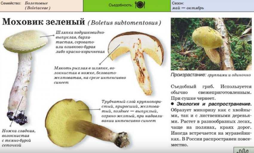 Полубелый гриб или жёлтый боровик: описание, свойства