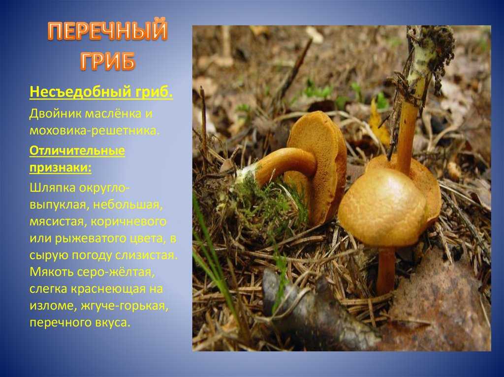 Польский гриб, или моховик каштановый (imleria badia): где растет, имеет ли ложных двойников, какими качествами обладает, рецепты приготовления