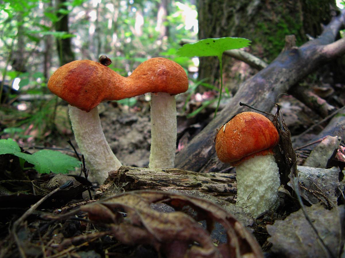 Красноголовики или подосиновик красный (leccinum aurantiacum): фото, описание и как готовить гриб