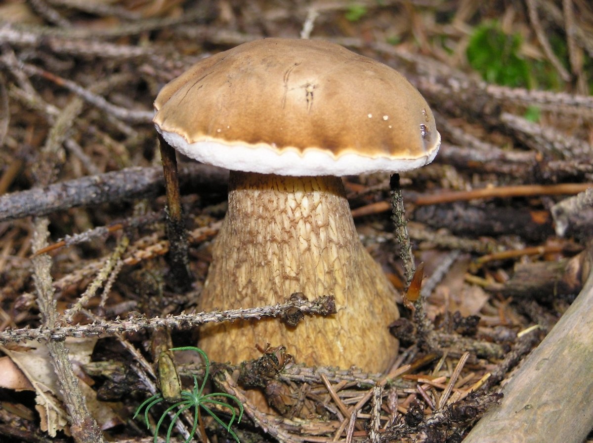 Белый гриб - фото и описание, как отличить белый гриб от ложного