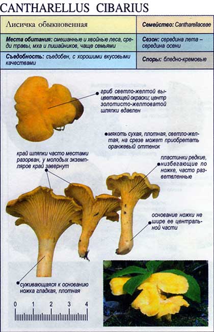 Лисичка серая (craterellus sinuosus) или вороночник извилистый: фото, описание и рецепты приготовления гриба