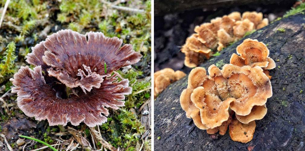 Телефора наземная (thelephora terrestris): как выглядят грибы, где и как растут, съедобны или нет